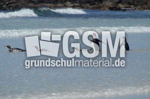 Königspinguin (66 von 84).jpg